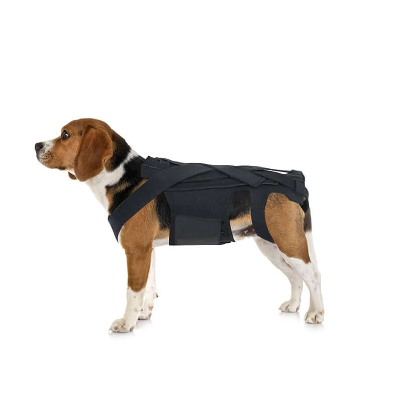 Dog Back Brace for IVDD, Arthritis, and Recovery worn by a beagle for back support and pain relief.