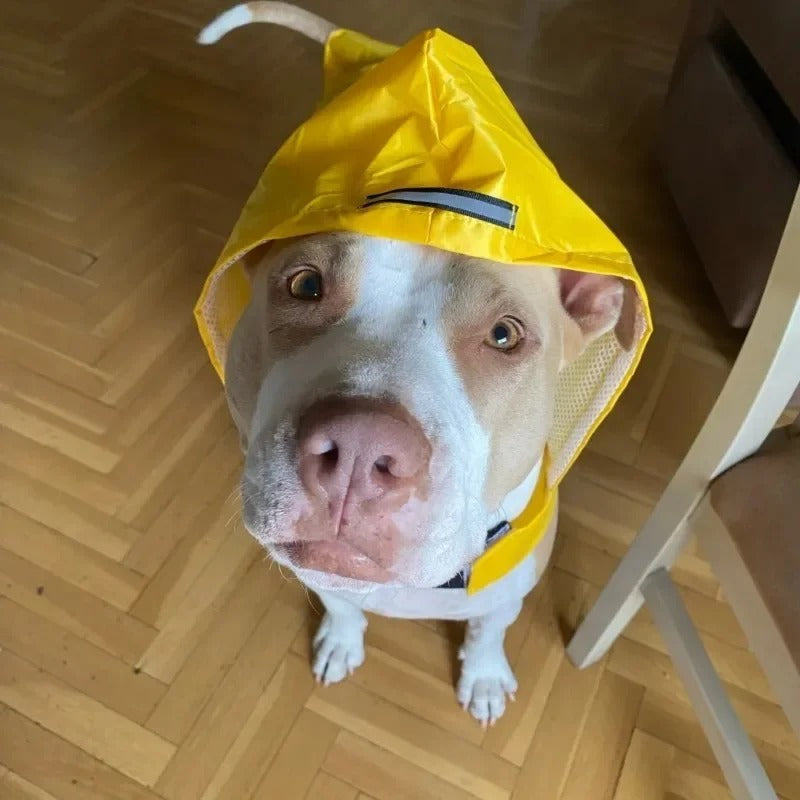 Huisdierenregenjas voor honden en katten
