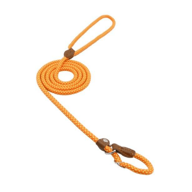Nylon dog collar and lead in vibrant orange color, showcasing sturdy design for dogs, perfect for walks and outdoor adventures.